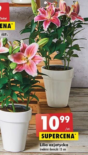 Biedronka Lilia azjatycka oferta