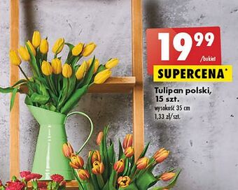 Biedronka Tulipany oferta