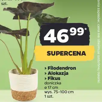 Netto Filodendron 17 cm oferta