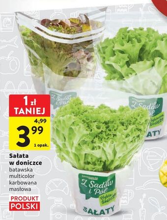 Intermarche Sałata karbowana zielona z sadów i pól oferta