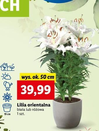 Lidl Lilia orientalna 50 cm różowa oferta