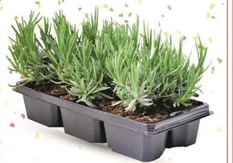 Bricomarche Lawenda oferta