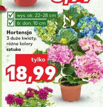 Hortensja