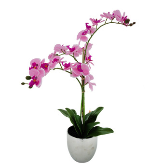 Orchidea w doniczce