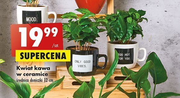 Biedronka Kawa w ceramicznym kubku oferta