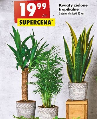 Biedronka Kwiaty zielone oferta