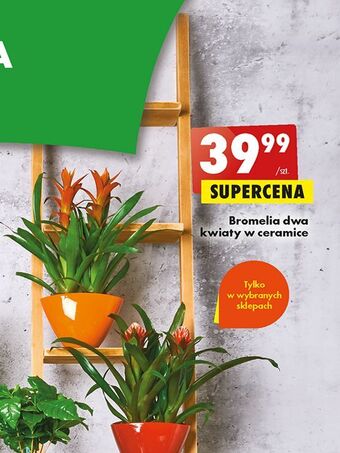 Bromelia