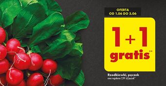 Biedronka Rzodkiewka oferta