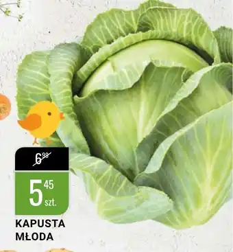 bi1 Kapusta młoda 1sztuka oferta