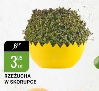 Rzeżucha w skorupce 1sztuka