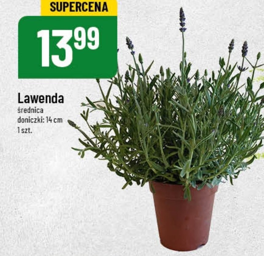 Polomarket Lawenda oferta
