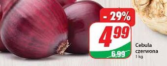 Dino Cebula czerwona oferta