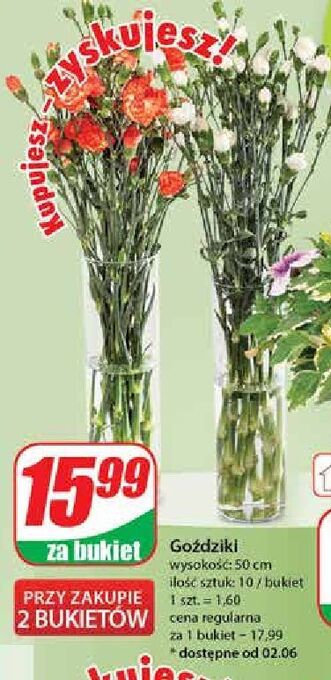 Dino Goździki 50 cm oferta
