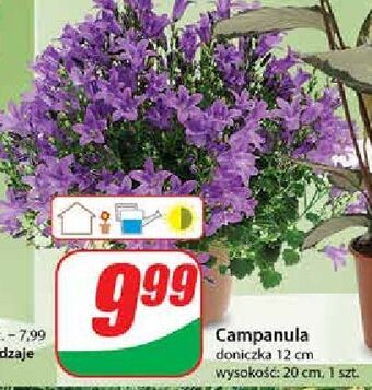Campanula