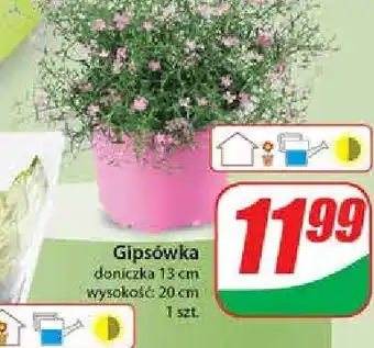 Dino Gipsówka 20 cm oferta