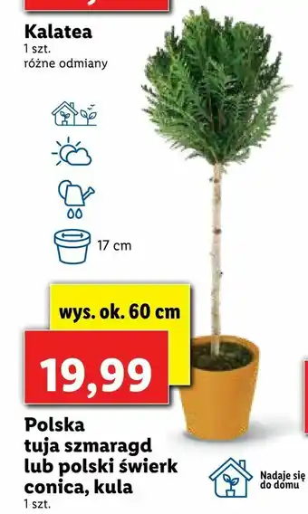 Lidl Polska tuja szmaragd lub polski świerk conica, kula oferta