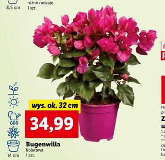 Lidl Bugenwilla oferta