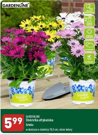 ALDI Stokrotka afrykańska don. 10.5 cm garden line oferta