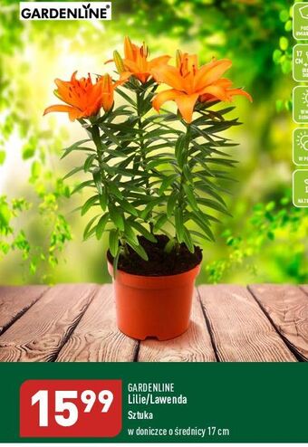 ALDI Lilie 17 cm garden line oferta