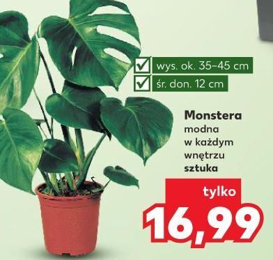 Kaufland Monstera don. 12 cm oferta