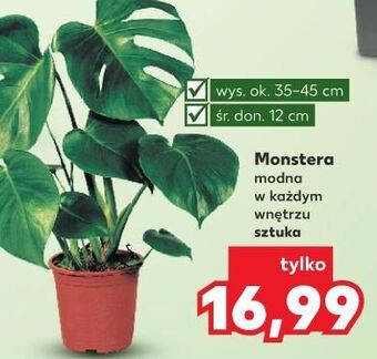 Kaufland Monstera don. 12 cm oferta