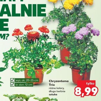 Kaufland Chryzantema trio don. 12 cm oferta