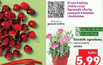 Kaufland Orzechy ziemne oferta