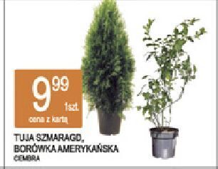 E.Leclerc Borówka amerykańska oferta