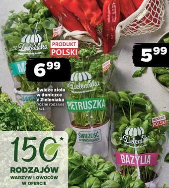 Netto Świeże zioła w doniczce z zieleniaka oferta