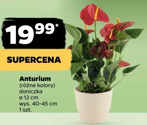 Netto Anturium oferta
