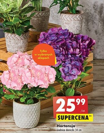 Biedronka Hortensja oferta