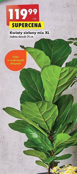 Biedronka Kwiat zielony xl oferta