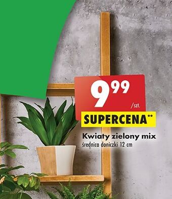 Biedronka Kwiaty zielone oferta