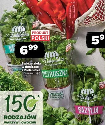 Netto Mięta z zieleniaka netto oferta