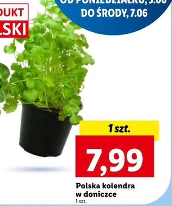 Lidl Polska kolendra w doniczce 1 szt. oferta