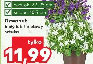 Kaufland Dzwonek biały oferta