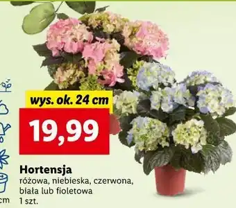 Lidl Hortensja bukietowa różowa oferta