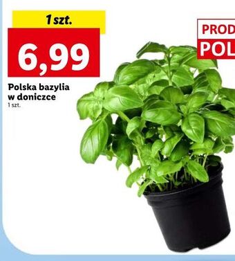 Lidl Bazylia w doniczce oferta