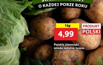 Lidl Ziemniaki młode oferta