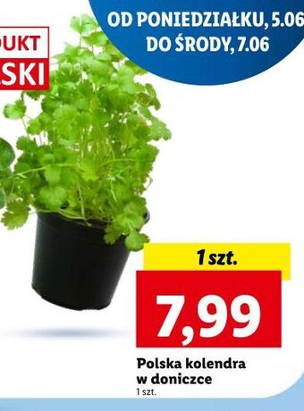 Lidl Kolendra oferta