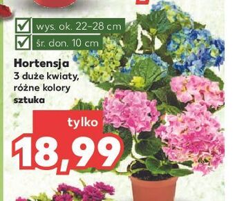 Kaufland Hortensja śr. 10 cm oferta