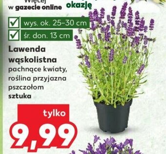 Kaufland Lawenda wąskolistna oferta