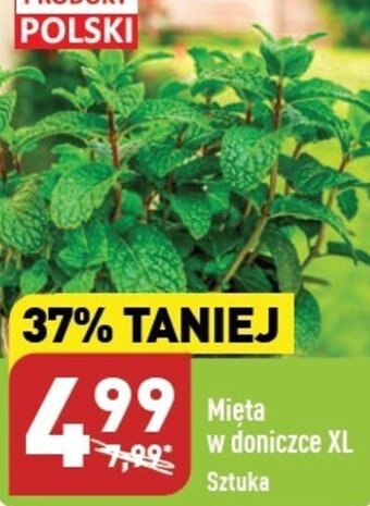 ALDI Mięta w doniczce XL oferta