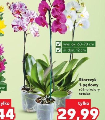 Kaufland Storczyk 1-pędowy różne kolory sztuka oferta
