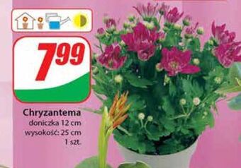 Dino Chryzantema 12 cm oferta