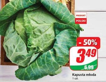 Dino Kapusta młoda oferta