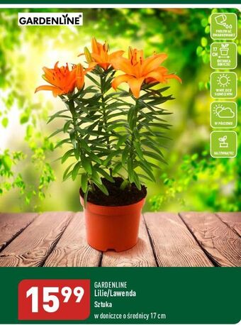 ALDI Lawenda 17 cm garden line oferta