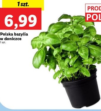 Lidl Bazylia oferta