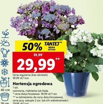 Lidl Hortensja ogrodowa oferta