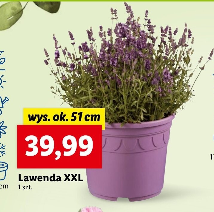 Lidl Lawenda XXL wys. ok. 51 cm oferta